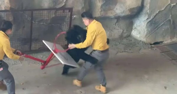 股指期货一级配资官网 叫停黑熊表演，别再让动物“被迫营业”